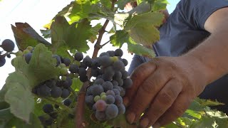 Comença la verema al Garraf amb poc raïm i petit [upl. by Flodur]