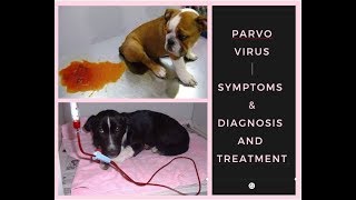 Puppy Parvovirus Symptoms  Diagnosis  Treatment BholaShola [upl. by Mallen860]