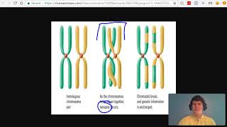 MCAT Question of the Day Chromosome vs Chromatid vs Tetrad [upl. by Anahsirk]