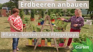 Erdbeeren Sorten Anbau und Pflege  MDR [upl. by Ahsirat]