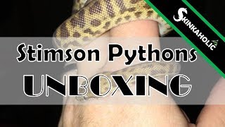 Unboxing Stimsons Pythons  Ep 28 [upl. by Bokaj]