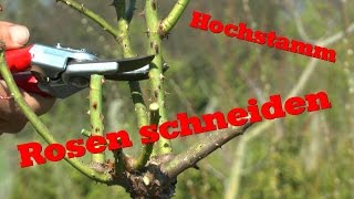 Rosen schneiden an einem Hochstamm [upl. by Mutz]