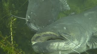 Mating of giant Catfish  Welspaarung [upl. by Fronnia]