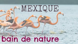 Voyage Mexique  Yucatan un petit paradis à 1h de Mérida [upl. by Abbottson]