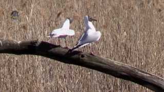 MOUETTE RieuseParadesChroicocephalus ridibundus  BRUITX [upl. by Freeland]