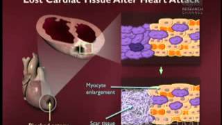 Fibroblast Growth Factor FGF amp Stem Cells [upl. by Elohcin]