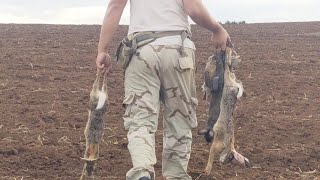 خيرات المغرب صيد الارنب والحجل 5112023 Chasse Perdrix et Lièvre au Maroc [upl. by Gebhardt]