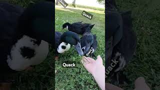 Quackery ducks animals quackers [upl. by Haroppiz]