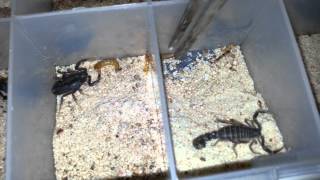 ASA How to identify a premolt scorpion [upl. by Novehc]