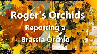 Repotting a Brassia Orchid [upl. by Ardnaxila111]