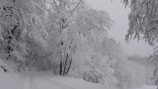 Relaxing Snowfall 2 Hours  Sound of Light Wind Breeze and Falling Snow in Forest Part 2 [upl. by Ly]