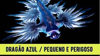 Conheça o Dragão Azul curiosidades animaismarinhos dragaoazul [upl. by Ahsonek]