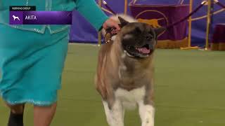 Akitas  Breed Judging 2024 [upl. by Ardnuaed]