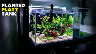 Tropical Aquarium  1 year on  Swordtails Guppies Mollies Platies Harlequins and Lemon Tetras [upl. by Drallim]