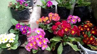 how to grow primrose  primrose flowering time  primroses  How do you care for a Primula plant [upl. by Treblih]