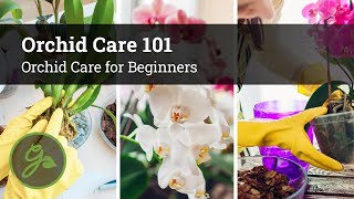 Orchid Care 101  Orchid Care for Beginners [upl. by Oahc880]