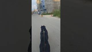 CANE CORSO DOG🐕 ON THE ROADdog shortvideo viralvideo [upl. by Fryd932]