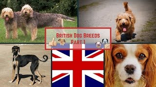 British Dog Breeds Part 1 [upl. by Iteerp638]