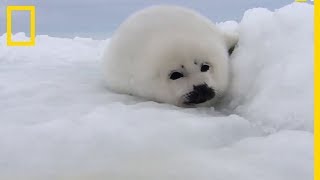 Un bébé phoque dans la neige [upl. by Sherrill]