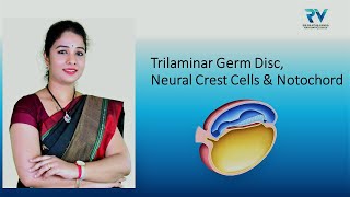 Embryology of Trilaminar Germ Disc Neural Crest Cells amp Notochord by Dr Rajitha Vanga [upl. by Ilrahs682]