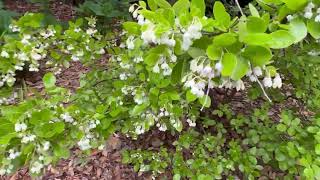 Sparkleberry Vaccinium arboreum Flowers nativeplants shrubs nativetrees [upl. by Nye]