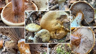 Buchenklumpfuß Verwechslung  Cortinarius anserinus Phlegmacium amoenolens Phlegmacium anserinum [upl. by Lraed891]