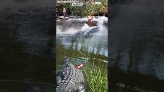 take note crocodiles approached while playing in the rivermovie crocodile animals shortsvideo [upl. by Atsirhcal]