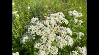 Mondays with Martha 169  Common Boneset [upl. by Schaab]