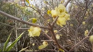 20160118 蝋梅 Chimonanthus praecox [upl. by Raychel892]