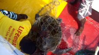 quotRaja amp The Whalesquot Crew rescuing a sea turtle which was stuck in a fishingnet [upl. by Ryle]