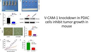 VCAM1 helps in proliferation of the Pancreatic Cancer PDAC Code 670 [upl. by Mccord356]