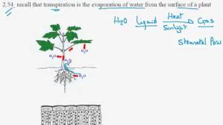 254 Transpiration [upl. by Elyr]