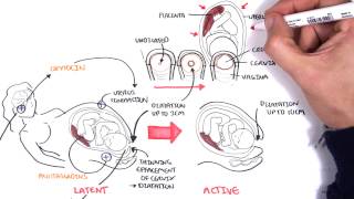 Obstetrics  Stages of Labour [upl. by Nagar]