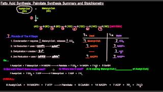 Fatty Acid Synthesis Part 7 of 12  Palmitate Synthesis Summary and Stoichiometry [upl. by Boice653]