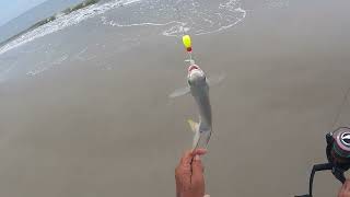 05 17 2025 SURF FISHING TYBEE ISLAND [upl. by Hartwell]