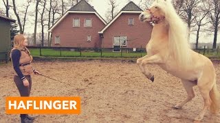 Haflinger  PaardenpraatTV [upl. by Eneleuqcaj]