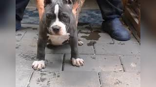 Xl and pocket American pitbull puppies [upl. by Rez]