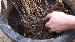 WHAT NOT TO DO Repotting the Rootbound Black Bamboo Plant [upl. by Ysiad]