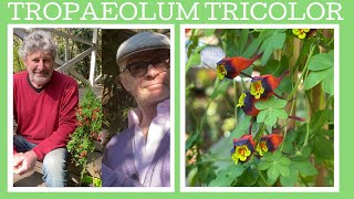 How to grow Tropaeolum tricolor also know as the Chilean nasturtium its a sensational climber [upl. by Mathias]