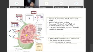 ADENOPATIAS EN PEDIATRIA 2020 [upl. by Atinot]