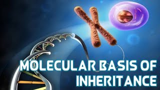 Molecular basis of inheritance Nucleic acid nucleotide and nucleoside [upl. by Carmella]