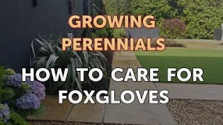 How to Care for Foxgloves [upl. by Linet222]