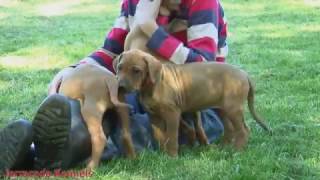 Adorable Rhodesian Ridgeback puppies [upl. by Louisette]