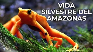 El Mundo Salvaje La Selva Amazónica  Free Documentary Nature  Español [upl. by Sadella]