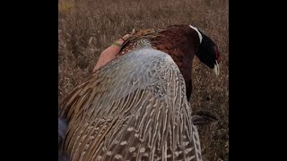 South Dakota Pheasant Opener  2023 [upl. by Ahsenroc]