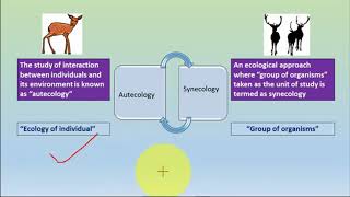 AUTECOLOGY SYNECLOGY amp Levels of organisation [upl. by Ahsilyt]