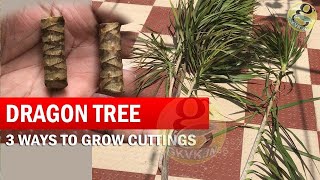 3 Ways to Grow Dracaena Plant From Cuttings  How to Propagate Dracaena Tree  Dragon Tree [upl. by Natsirt413]