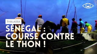 Course contre le thon  Thalassa [upl. by Ahsain]