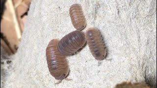 Cubaris murina Isopod Care Guide [upl. by Dorolice737]