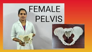 Summary about Female Pelvis  Nishas Nursing Education  VLOG 2 [upl. by Derby248]